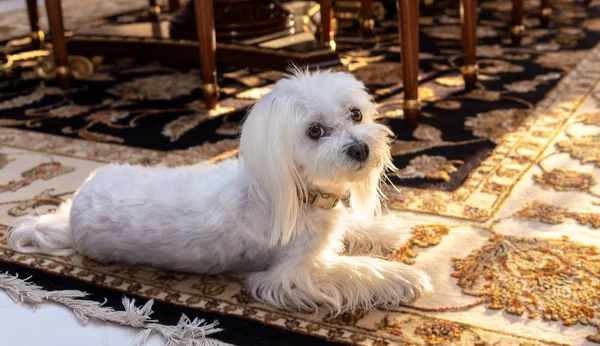 Beyaz Malta köpeği lüks bir evde yerde oturuyor.. 