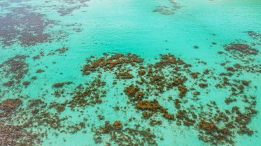Su altı mercan resifli mavi okyanus manzarası, tropik bölgeler..  