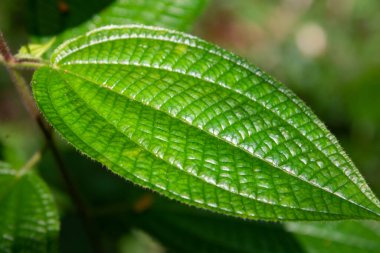 Yaz ormanında parlak yeşil bitki yapraklarının yakın görüntüsü