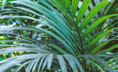 Yeşil palmiye yaprakları arka plan dokusunu oluşturur.