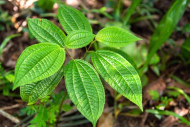 Yaz ormanında parlak yeşil bitki yapraklarının yakın görüntüsü