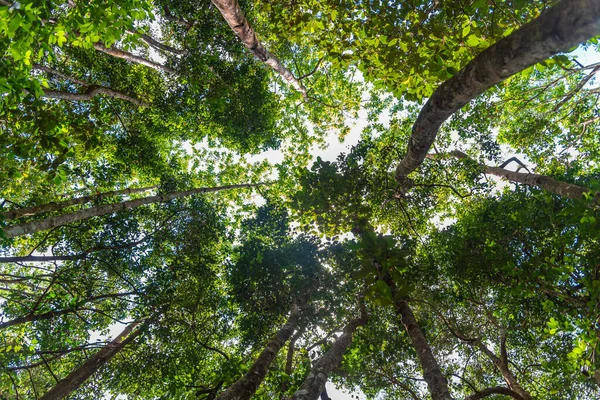 Низкий Угол Обзора Деревьев Тропических Лесах — стоковое фото
