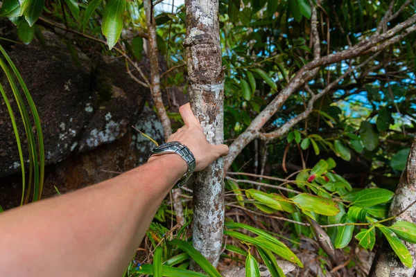 Human hand touching tree in forest