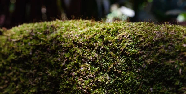 Close Moss Rock Tropical Forest Sunlight Soft Focus — Stock Photo, Image