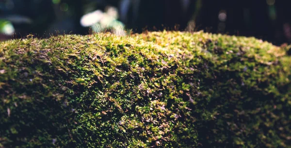 Close Moss Rock Tropical Forest Sunlight Soft Focus View — Stock Photo, Image