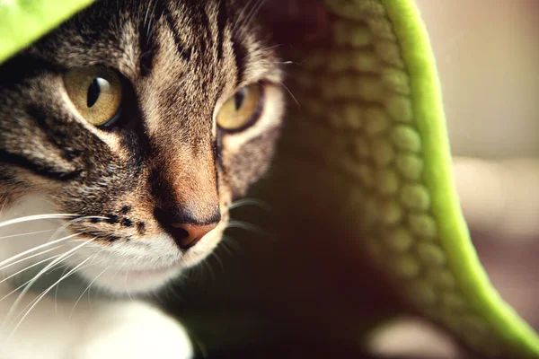 Close Gato Rosto Coberto Com Cobertor — Fotografia de Stock