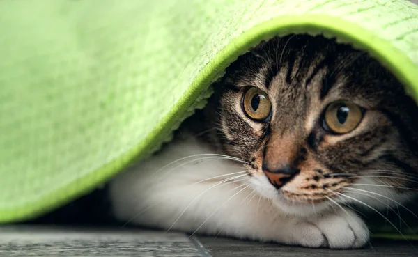 Κοντινό Πρόσωπο Γάτας Καλυμμένο Κουβέρτα — Φωτογραφία Αρχείου