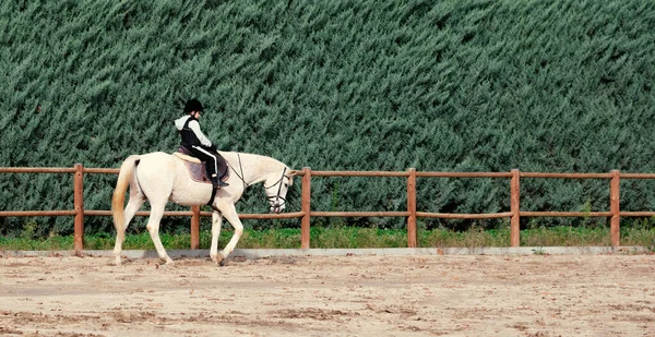 Niño Montar Caballo Blanco Durante Clase Equitación Rancho — Foto de Stock