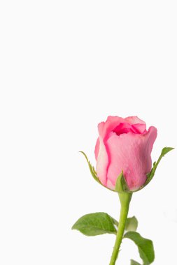 Beyaz arkaplanda pembe güller 