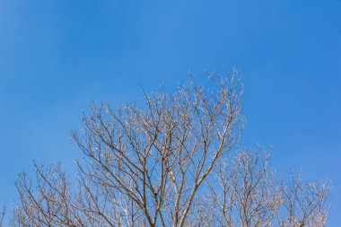 Gökyüzü arka plan üzerinde izole soyut ağaç dalları 