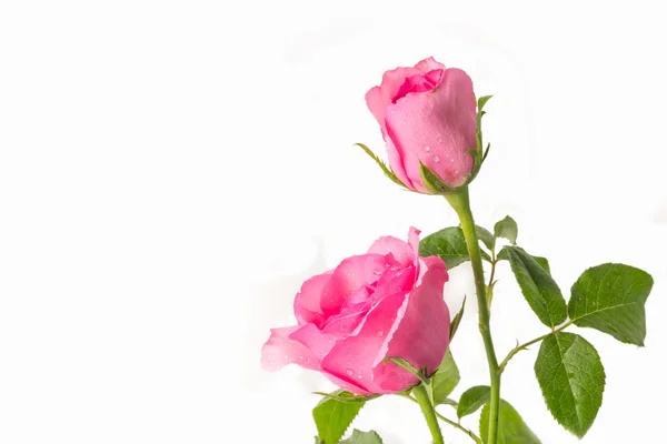 Rosas rosa sobre um fundo branco — Fotografia de Stock