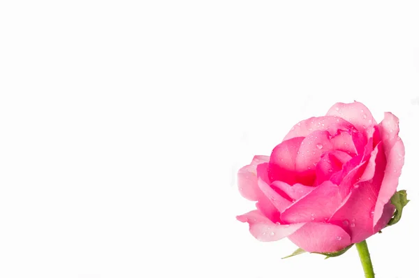 Rosas rosa sobre um fundo branco — Fotografia de Stock