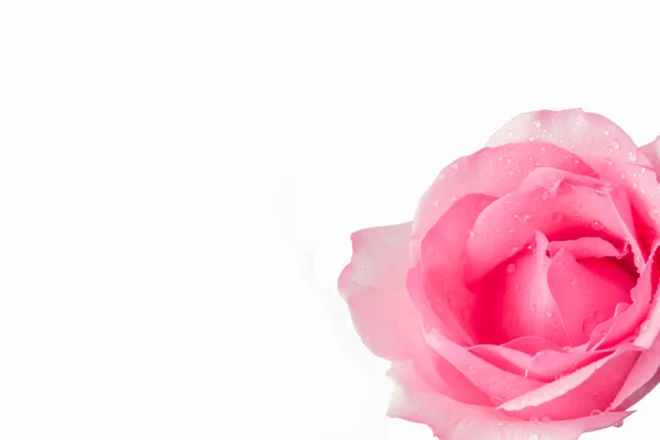 白い背景にピンクのバラ — ストック写真