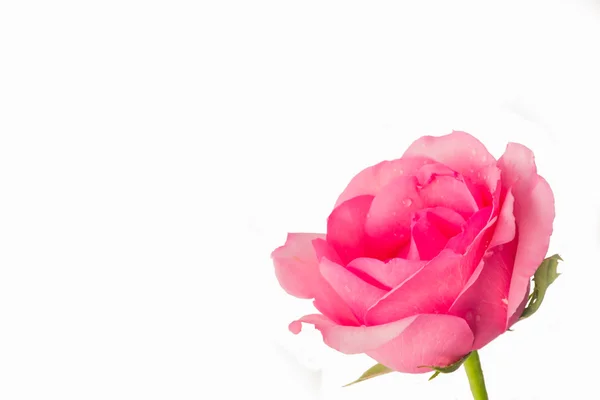 白色背景的粉红玫瑰 — 图库照片