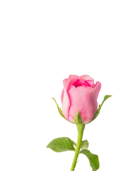 Rosas rosa sobre um fundo branco — Fotografia de Stock