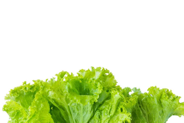 Lettuce and white background — Stock Photo, Image