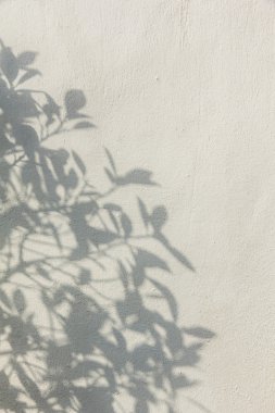 Leaf shadows on the wall  clipart