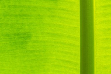 Taze yeşil yaprağın arka plan dokusu 