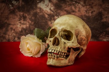 Sahte bir beyaz gül bir insan kafatası ile natürmort 