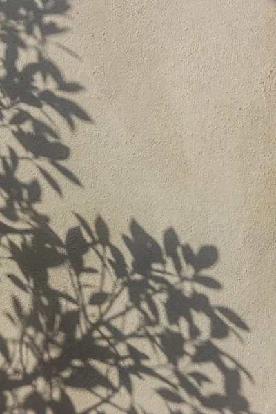 Ombres de feuilles sur le mur — Photo