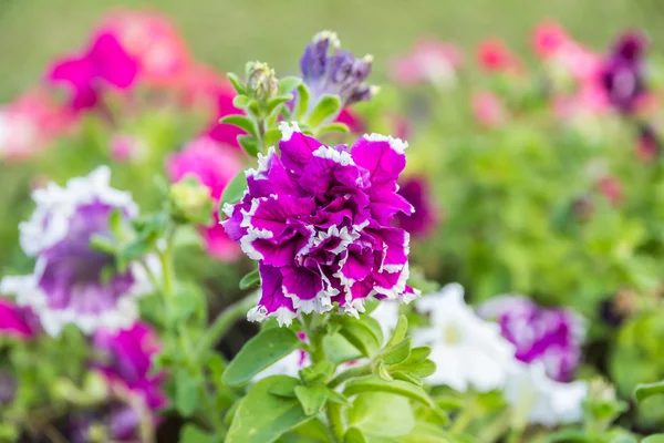白色和紫色的小牡丹花美丽多彩的 — 图库照片