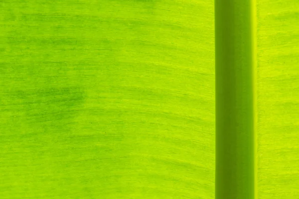 Taze yeşil yaprağın arka plan dokusu — Stok fotoğraf