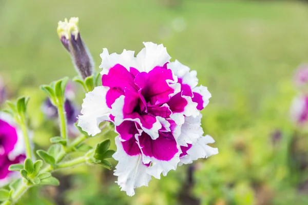 Wit en paars petunia mooie kleurrijke — Stockfoto
