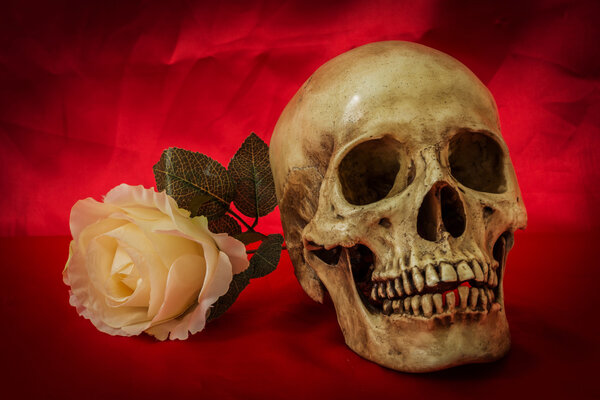 Still life with a human skull with a fake white rose 