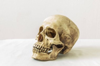 Beyaz arka planda insan kafatası 