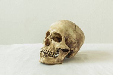 Beyaz arka planda insan kafatası 