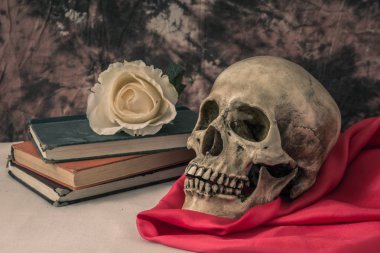 Sahte bir beyaz gül bir insan kafatası ile natürmort