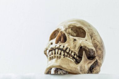 Beyaz arka planda insan kafatası 