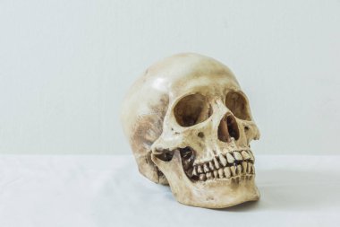 Beyaz arka planda insan kafatası 