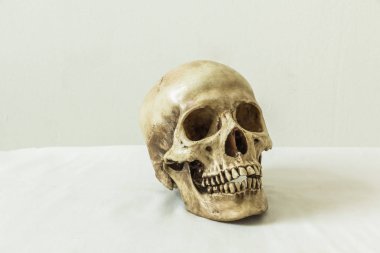 Beyaz arka planda insan kafatası 
