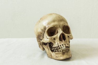 Beyaz arka planda insan kafatası 