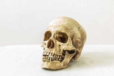 Beyaz arka planda insan kafatası 