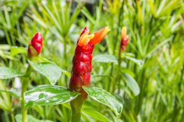 Zencefil çiçek. Bilimsel adı (costus speciosus) veya (Cheilo