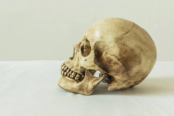 Human skull on a white background — Stock Photo, Image