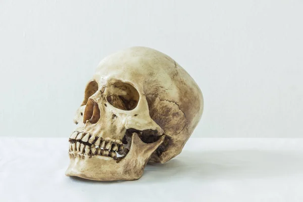 Ludzka czaszka na białym tle — Zdjęcie stockowe