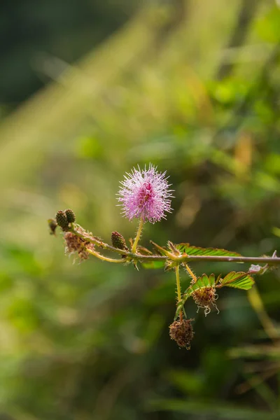 Closeup photo of a thistle wildflower in the field — Stock Photo, Image