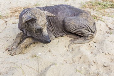köpek sokak hasta terk 