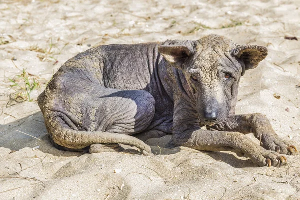 köpek sokak hasta terk 