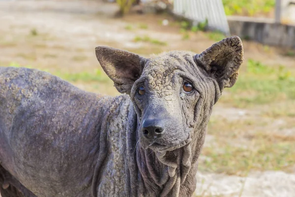 köpek sokak hasta terk 