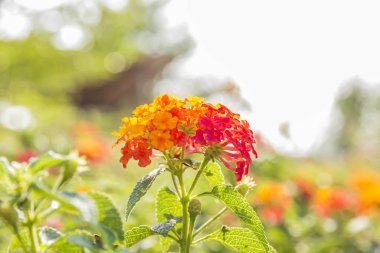 Güzel renkli çit çiçek, Lantana, ağlayan Lantana camara
