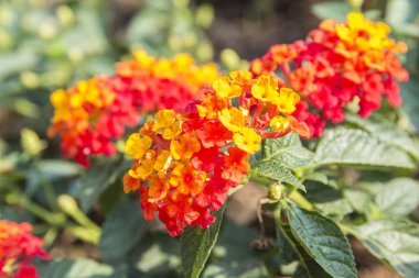 Güzel renkli çit çiçek, Lantana, ağlayan Lantana camara