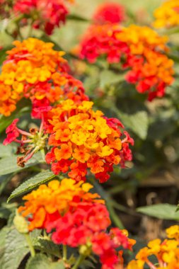 Güzel renkli çit çiçek, Lantana, ağlayan Lantana camara
