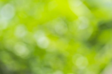 Doğal yeşil arkaplan bulanık 