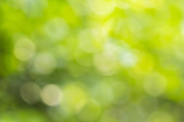 Doğal yeşil arkaplan bulanık 