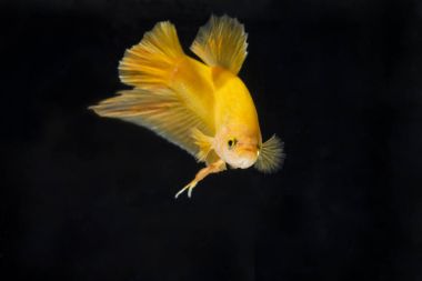 Siyam Balığı (Betta splendens) ile güzel bir balık 