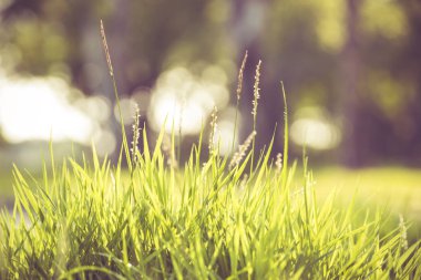 Tropikal orman çim çiçek resimleri 